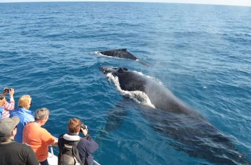Samana: Whale Watching and Cayo Levantado Full Day Tour - The Experience from Start to Finish