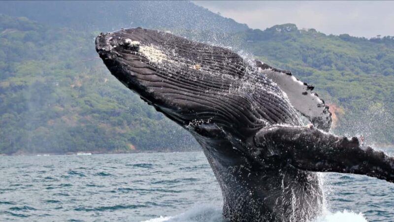 Samana: Whale Watching and Cayo Levantado Full Day Tour - Who Should Consider This Tour?