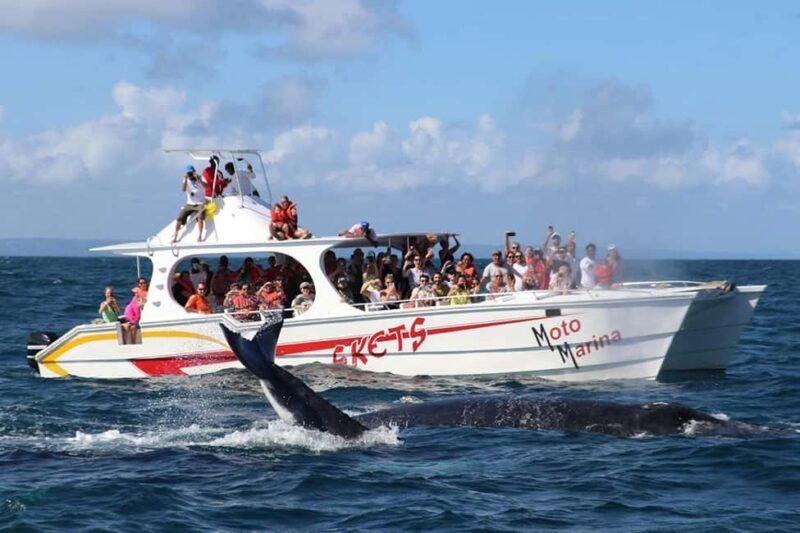 Samana: Whale Watching and Cayo Levantado Full Day Tour - An In-Depth Look at the Tour Experience