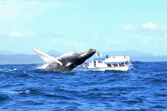 Samaná Whale Watching + Cayo Levantado (Bacardi Island). - Authentic Voices: What Travelers Are Saying