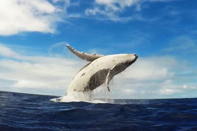 Samana Whale Watching + Cayo Levantado ( Bacardi Island) with Lunch by Locals - The Practicalities