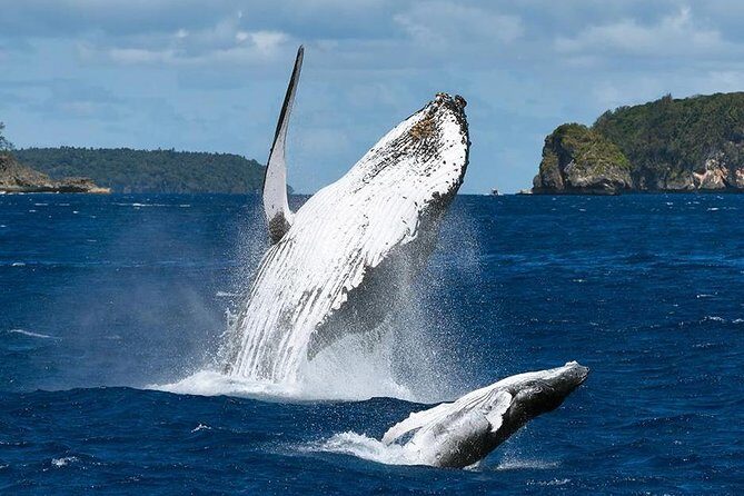 Samana Whale Watching + Cayo Levantado ( Bacardi Island) with Lunch by Locals - Final Thoughts: Is It Worth It?