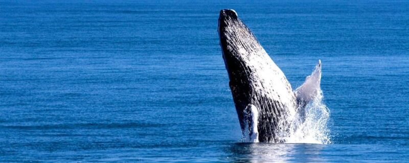 Samana: Whale Watching Tour - Key Points