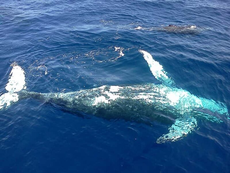 Samana: Whale Watching Tour - The Itinerary: What to Expect from Start to Finish