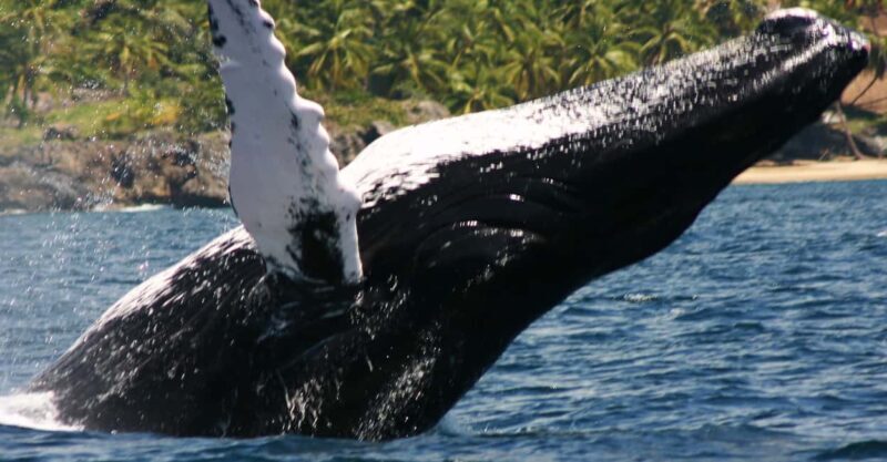 Samana: Whale Watching Tour - The Practical Details: Transportation, Cost, and Group Size