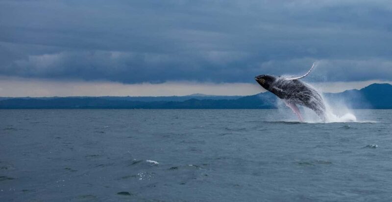 Samaná: Whale Watching Tour with Snacks - What Is This Tour All About?