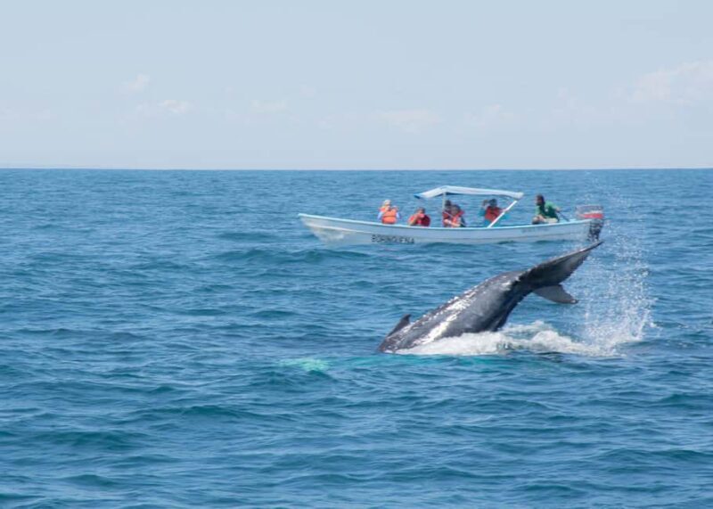 Samaná: Whale Watching Tour with Snacks - The Itinerary in Detail