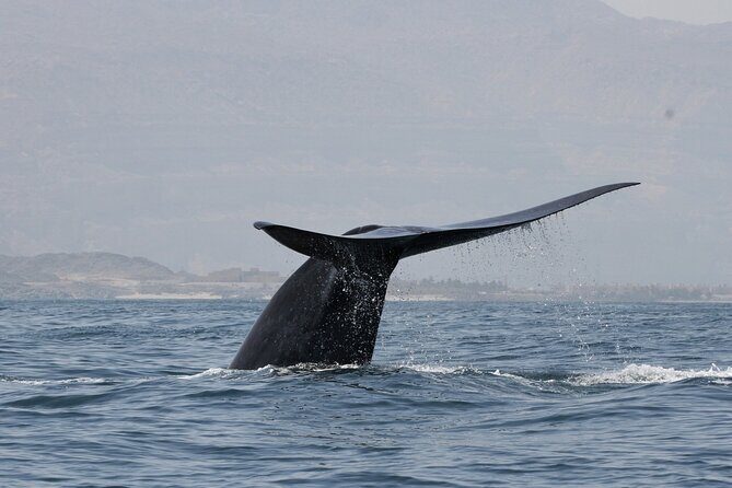 Samaná Whale Watching, waterfall & Cayo Levantado Adventure - Key Points