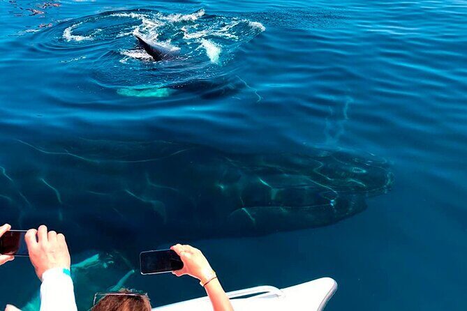 Samaná Whale Watching, waterfall & Cayo Levantado Adventure - FAQs