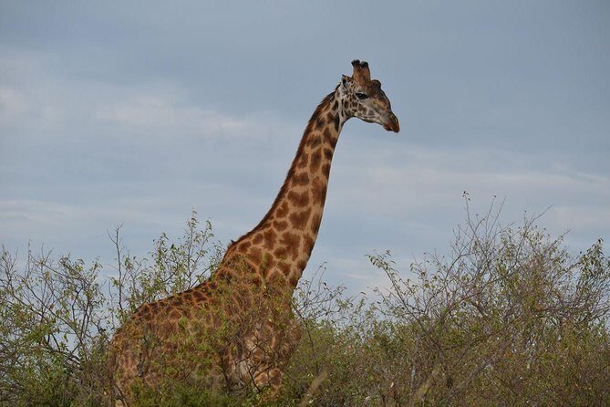Samburu/ Aberdare/ Lake Nakuru/ Masai Mara 7 Days Safari - An In-Depth Look at the Safari Experience