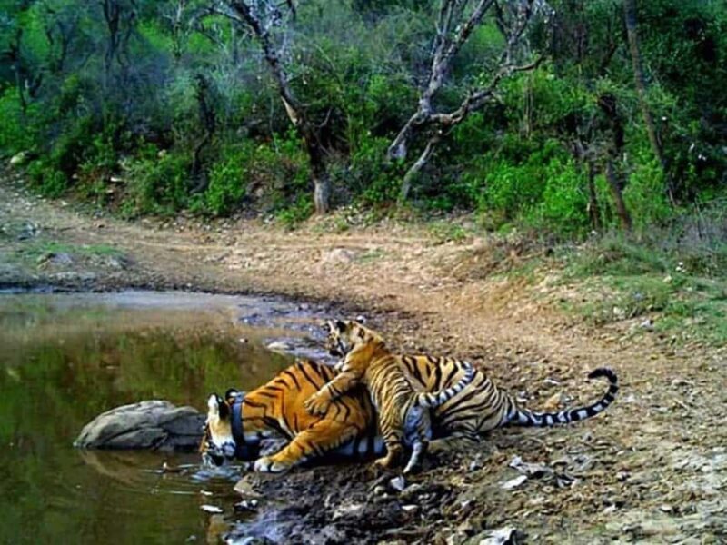 Same Day in Delhi: Sariska Safari with Diwali Festive Joy - FAQs