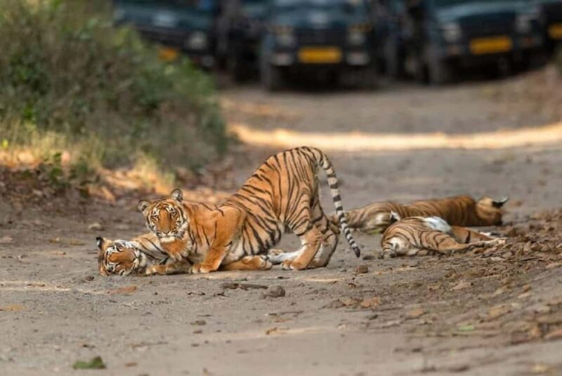 Same Day Rajaji National Park from Chandigarh - Key Points