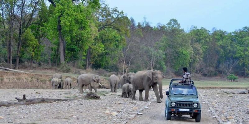 Same Day Rajaji National Park from Chandigarh - An In-Depth Look at the Tour Experience