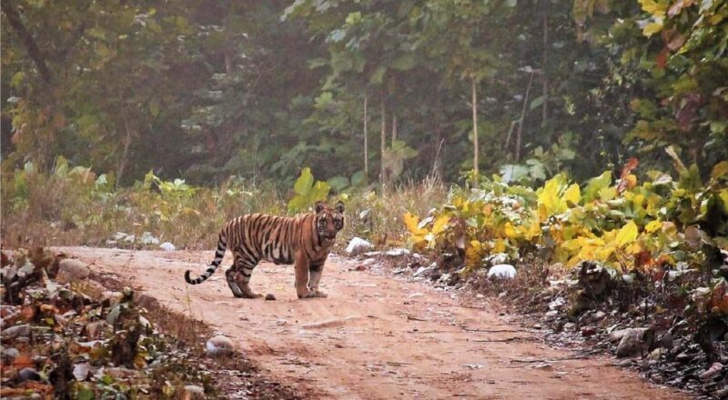 Same Day Rajaji National Park from Chandigarh - Additional Practical Details