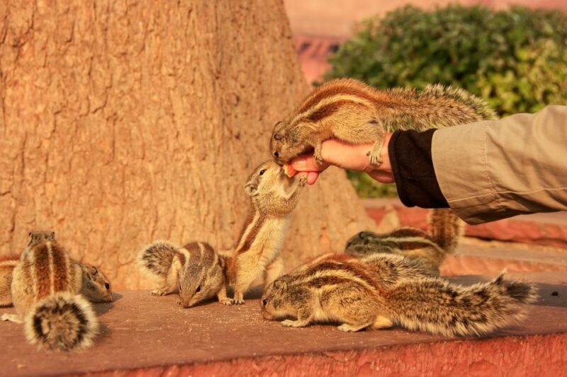 Same Day Taj Mahal, Agra Fort & Baby Taj Tour from Jaipur - Introducing the Jaipur to Agra Day Trip: An Inside Look