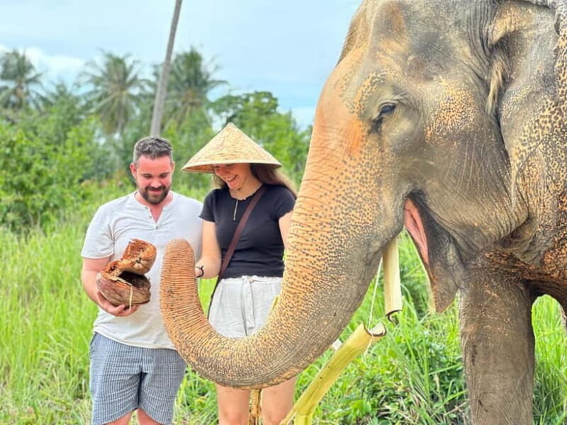 Samui: Elephant Home Sanctuary and the first elephant museum - Exploring Samui’s Elephant Home Sanctuary and the First Elephant Museum: An Authentic and Ethical Experience