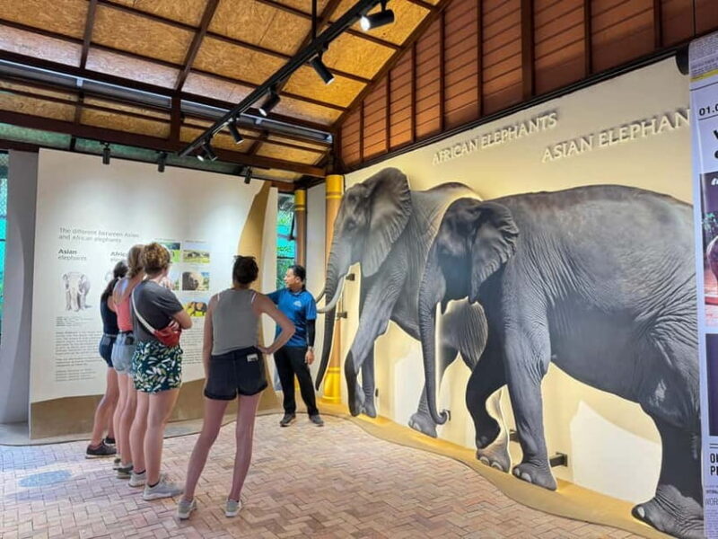 Samui: Elephant Home Sanctuary and the first elephant museum - An In-Depth Look at the Samui Elephant Home Sanctuary and Museum Experience