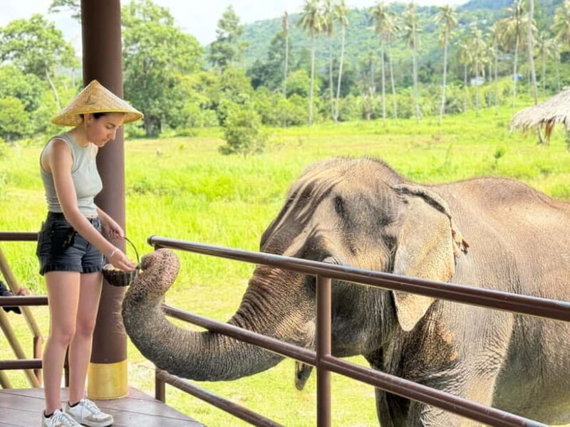 Samui: Elephant Home Sanctuary and the first elephant museum - Final Thoughts: The Best of Koh Samui’s Ethical Encounters