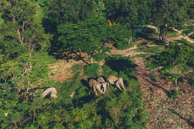 Samui Elephant Kingdom Ethical Sanctuary and Skywalk Tour - Key Points