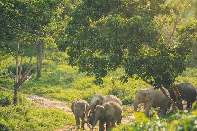 Samui Elephant Kingdom Ethical Sanctuary and Skywalk Tour - An In-Depth Look at the Tour