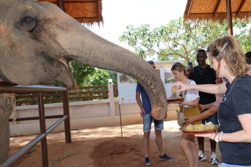 Samui: Feeding Program at the Elephant Home Nursery - The Experience: What to Expect