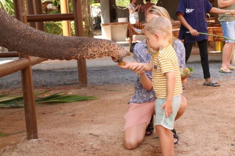 Samui: Feeding Program at the Elephant Home Nursery - Who Should Consider This Tour?