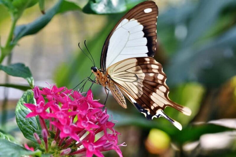 San Antonio: Botanical Garden Admission Ticket - Authentic Feedback from Visitors