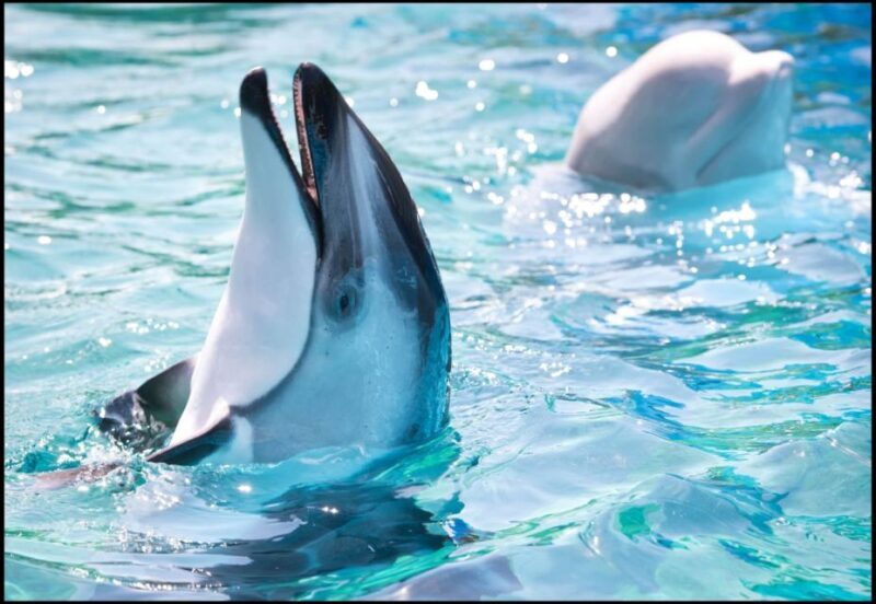 San Antonio: SeaWorld Skip-the-Line Park Admission Ticket - Final Thoughts