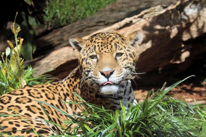 San Antonio Zoo General Admission Ticket - Detailed Breakdown of the Itinerary