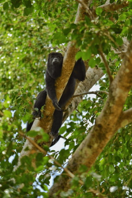 San Cristóbal: 3-Day Kayak Tour in the Lacandon Jungle - Exploring the Itinerary: What Makes Each Day Special