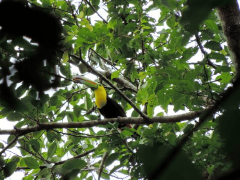 San Cristobal: 3 Days Nature Tour Southern Selva Lacandona - Exploring the San Cristobal: 3 Days Nature Tour of Southern Selva Lacandona