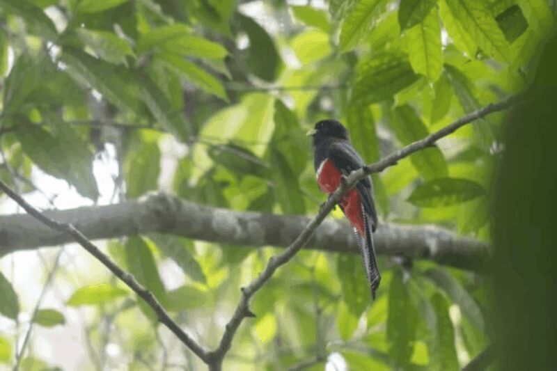 San Cristobal: 4 Days Nature Tour in the Lacandon Jungle - Frequently Asked Questions