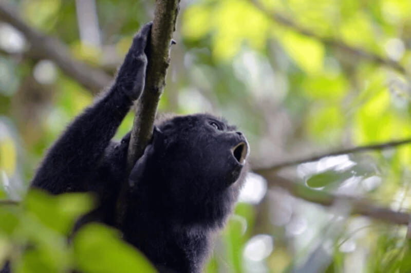 San Cristobal: 5 Days Jungle Adventure - Exploring Ancient Maya Cities