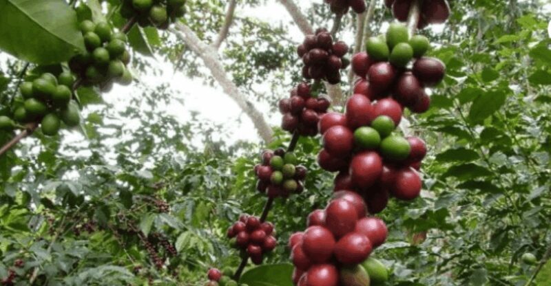 San Cristobal: Coffee Tour in the Mountains of Chiapas - Price and Value