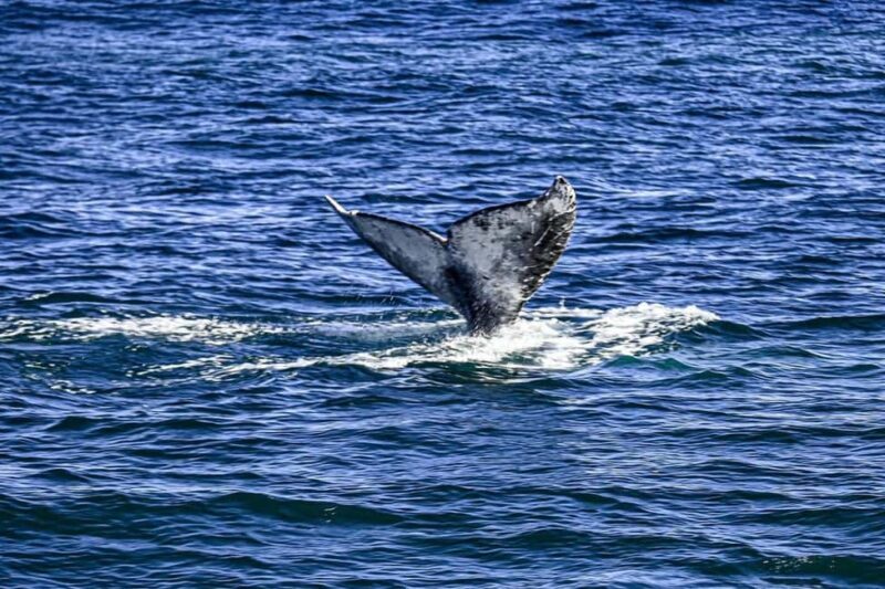 San Diego: 3 Hour Whale Watching Cruise - Exploring the Itinerary and What You’ll Experience