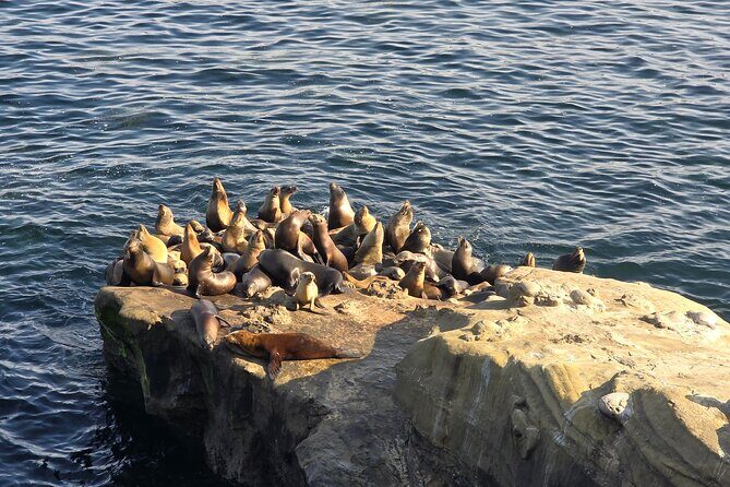 San Diego Day Tour from Orange County - Who Will Love This Tour?
