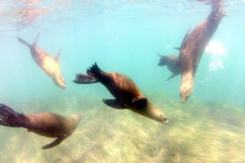 San Diego: La Jolla Cove Guided Snorkeling Tour - An Authentic Marine Adventure in La Jolla Cove