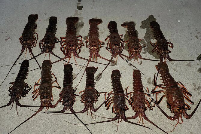 San Diego Lobster Hoop Netting Charter up to 6 People - Introduction