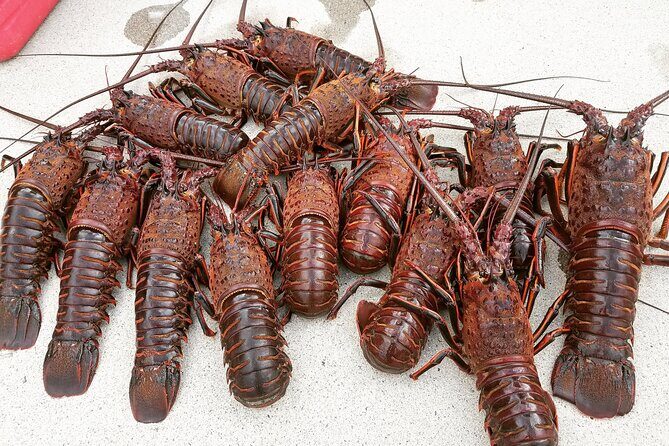 San Diego Lobster Hoop Netting Charter up to 6 People - Setting the Stage: What’s in Store for You