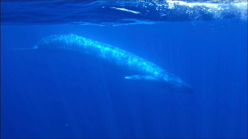 San Diego Ocean Safari: 6-Hour Snorkel Adventure! - The Value of the Experience