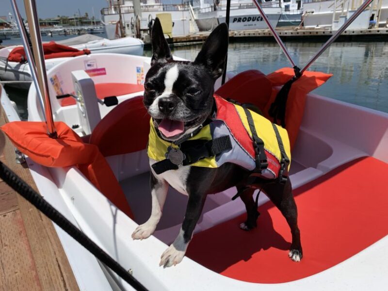 San Diego: San Diego Bay Dog-Friendly Eco Pedal Boat Rentals - Final Thoughts