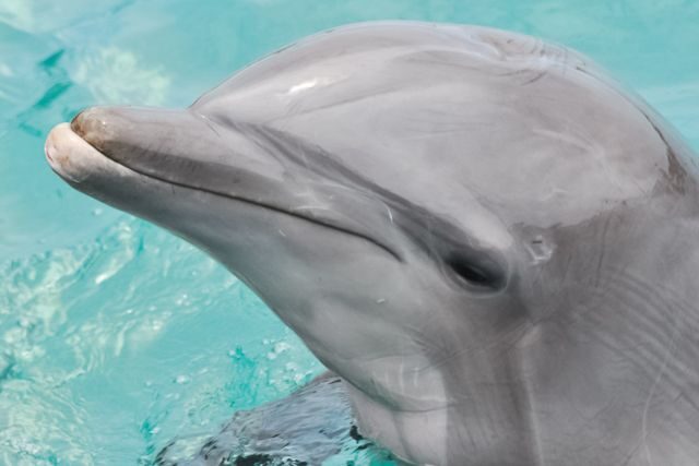 San Diego: SeaWorld Skip-the-Line Park Admission Ticket - Considering the Reviews