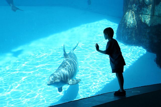 San Diego: SeaWorld Skip-the-Line Park Admission Ticket - Who Is This Experience Best For?
