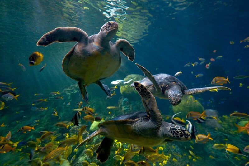 San Diego: SeaWorld Skip-the-Line Park Admission Ticket - The Sum Up