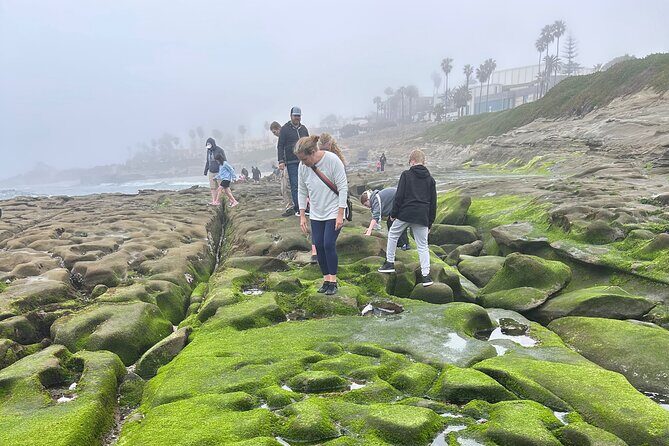 San Diego Tide Pool Tour - Key Points