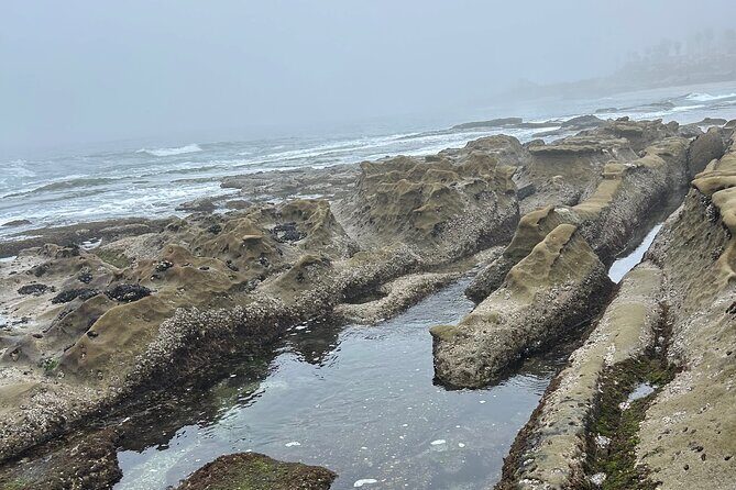 San Diego Tide Pool Tour - An In-Depth Look at the San Diego Tide Pool Tour