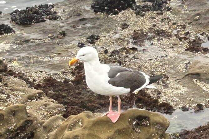 San Diego Tide Pool Tour - Who Is This Tour Best For?
