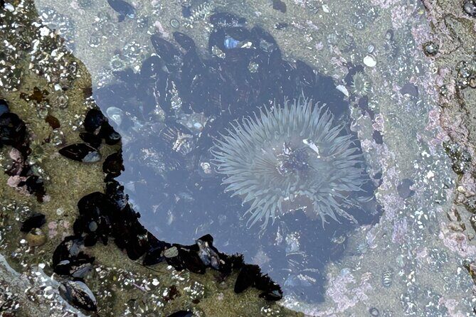 San Diego Tide Pool Tour - FAQ