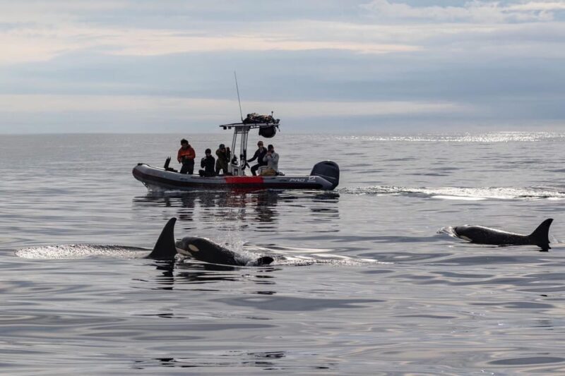 San Diego: Whale and Dolphin Watching Speedboat Tour - Key Points