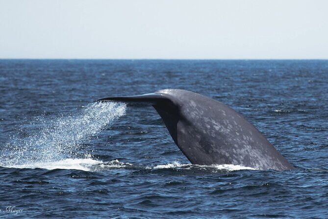 San Diego Whale/Dolphin Watching Cruise Aboard Luxury Vessel - An In-Depth Look at the Tour Experience